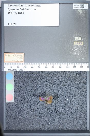 Media type: image;   Entomology 66414